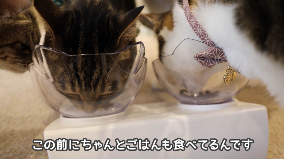 猫たちも大興奮!グランツキャットフードの動画で徹底レビュー - ね